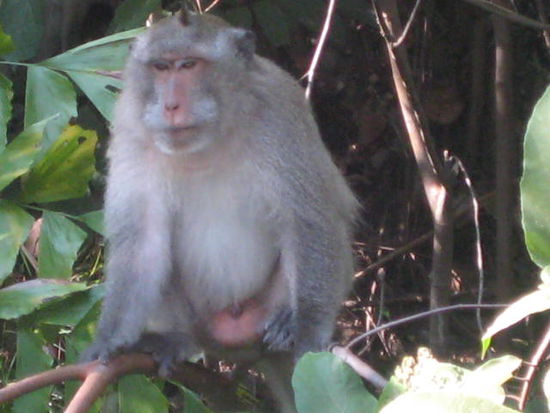 der waechter der jungle tour
