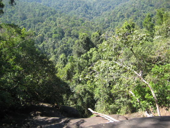 dschungel pur, hornbill gehoert von hier zumindest...
