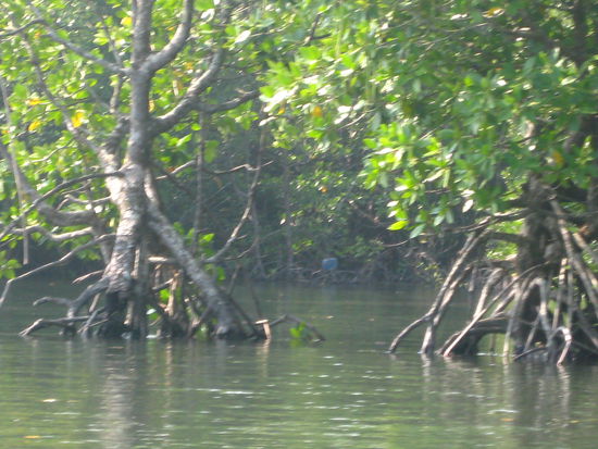 durch endlosen mangrovendschingel