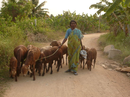 Schaeferin auf dem abendlichen Rueckweg mit ihrer Ziegenherde