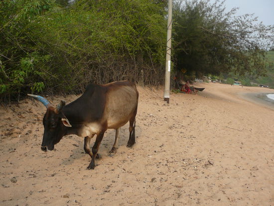Heilige Kuh am Strand von Gokarna.