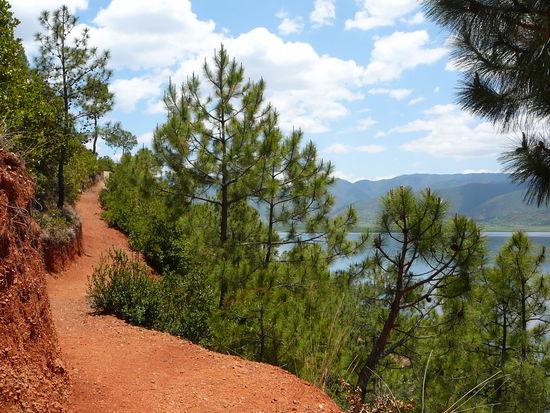 Rote Erde, gruene Baeume