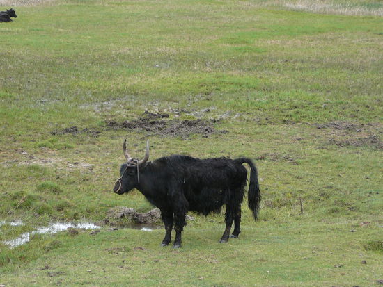 Yaks grasen friedlich auf den Wiesen