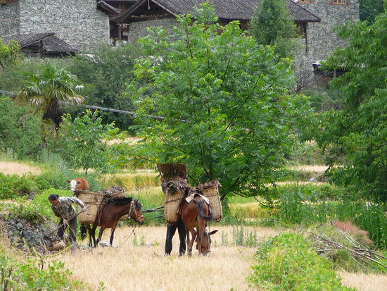 Arbeiter und Pferde auf den Reisterassen