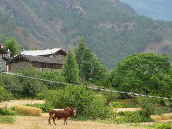 Und es hat hier auch Kuehe 