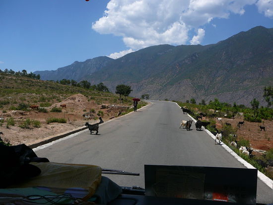Auf dem Weg zu den Kalksteinterassen kreizten ein paar meiner Artgenossen unseren Weg!