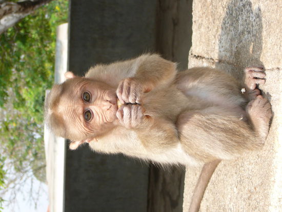 Ja, sie sind niedlich, ca. 40cm gross