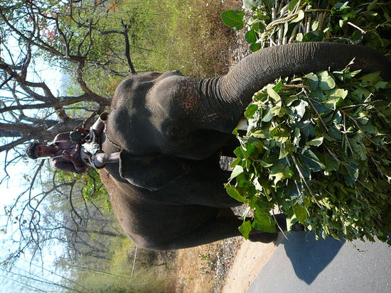 Elefant auf der Busfahrt durch den Nationalpark