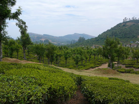 Landschaft mit Teeplantagen
