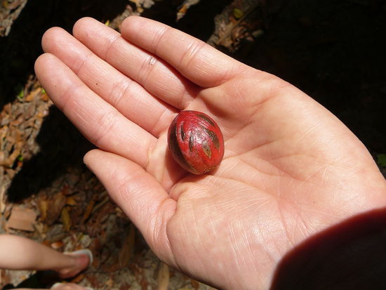 Frisch gepflueckte Muskatnuss