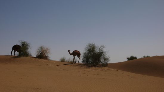 sandduene mit "kamelen" die eigentlich dromedare sind.