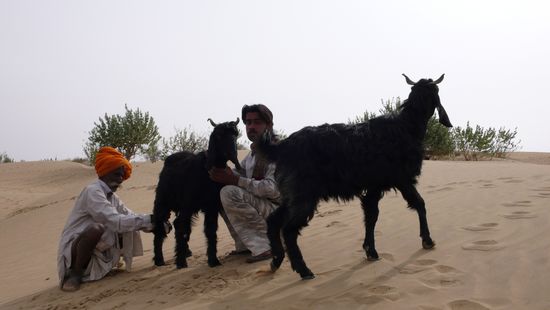 frischmilch fuer den chai (=tee) gefangen. die schwarzen spender spazieren in kleinen herden einfach so in der wueste herum!