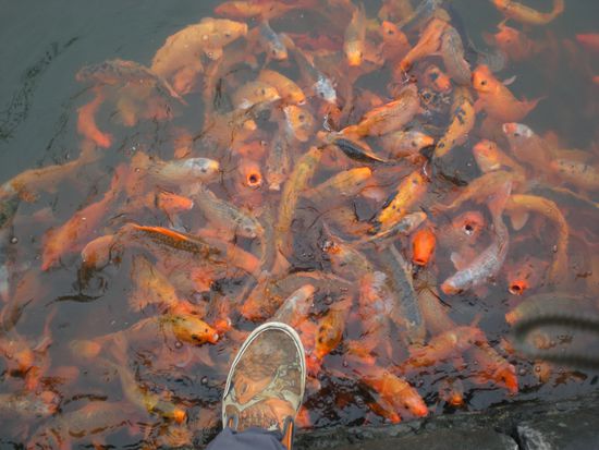 jetzt weiss ich, woher meine Schuhe kommen...Vietnam, Teich des ehem. Koenigs