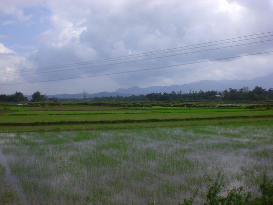 kaum ist man aus der Stadt raus...Reisfelder...soweit das Auge reicht