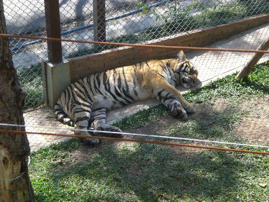 Sleeping Tiger, man konnte fuer 10 Euro mit kleinen Katzen schmusen...wir hamms gelassen!