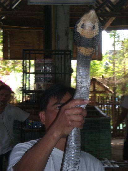 Die Jungs hamm Spass gemacht und irgendwelche Schlangen ins Publikum flitzen lassen oder haben ne Attrappe in die Zuschauer geschmissen, uns wurde kurz anders. Richtig cool wars zumal nen paar Viehcher echt giftig waren. Einem wurde von einer giftlosen Snake in die Nase gebissen...