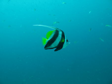 Hier ein Bannner-Fish,der uns bei fast jedem unserer 5 Tauchgaenge begleitete.