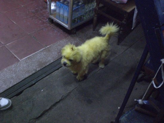 ...so wird also yellow curry gemacht, die spinnen die asiaten...
