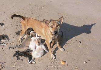 Die Hundemutter mit ihren Babies
jede Zitze ist besetzt!