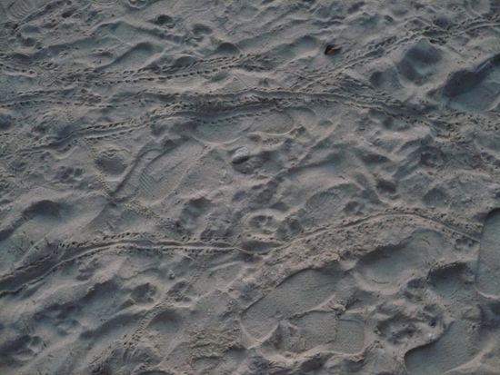 Immer wieder faszinierend - Spuren im Sand