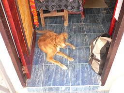Jimmy in seinem Zuhause
