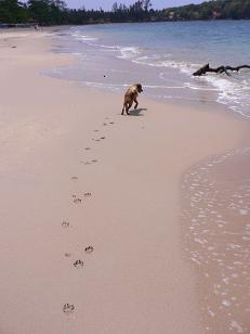 Spuren im Sand ....