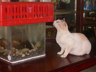 ein Provisorium fuer die Fische
und schon ist Sawat vor Ort!