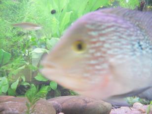 neugierige Fische