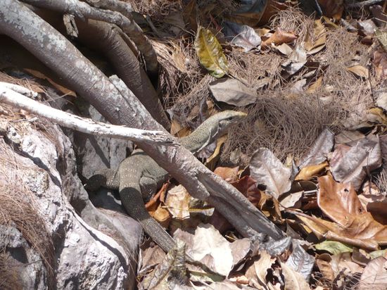 dieser Waran sucht Nahrung in der Nähe der Felsen