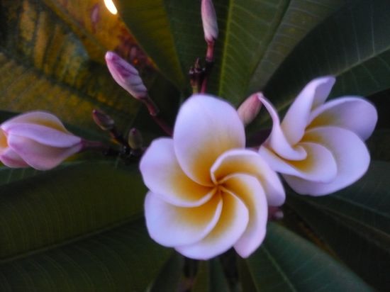 meine Lieblingsblumen