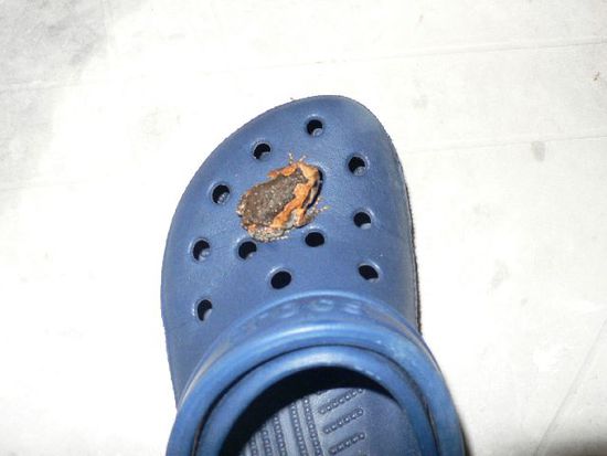 ..... und dann ein Frosch auf meinem Croc!