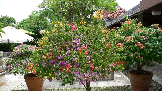 Wunderschöne Bougainvillea