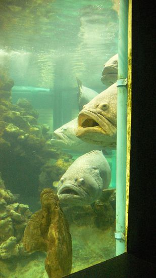 Die sind grösser als einige von den Kindern 