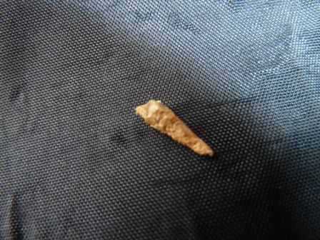 Winzige Kokons die sich vom Baum an einem seidenen Faden abseilen (ca. 1 cm lang)