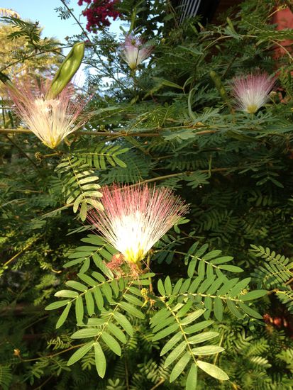 Frühstück mitten im Grünen
