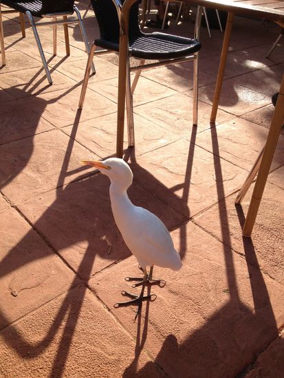 Stehts zwischen den Frühstückstischen - Käse schmeckt diesem Vogel besonders gut!