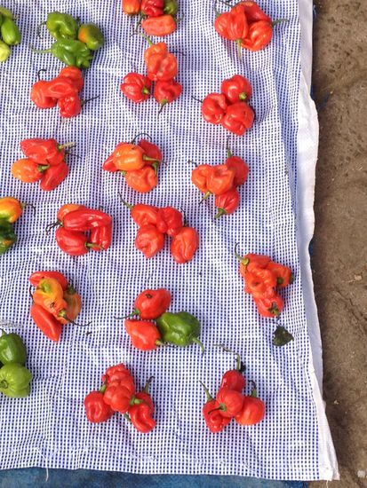 Wunderschöne Chilis