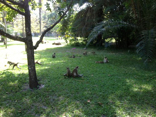 Etwas weiter unten tummeln sich die Affen