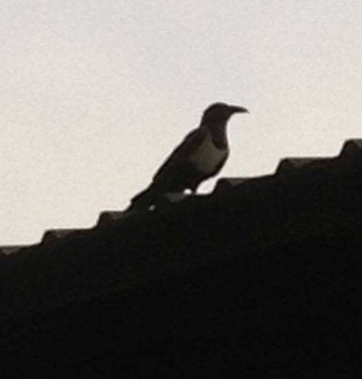 überall entdecke ich ganz spezielle Vögel