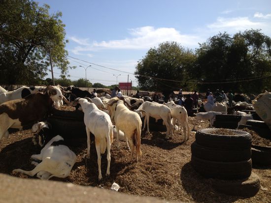 .......  ein Blick über die Mauer zeigt mir die Hälfte vom richtigen Markt:
Hier nur die Böcke  -  sooo viele!
