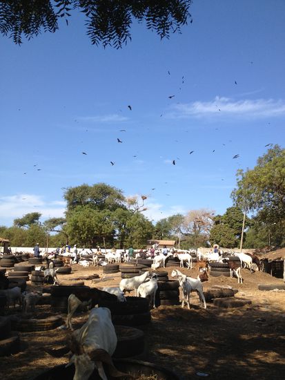 Da gleich hier geschlachtet wird, kreisen die Geier über dem Gelände