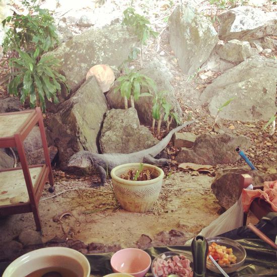 Der riesige Waran hat wohl die Eier gerochen 
Er bekommt ein rohes Ei vorgesetzt, welches er gleich ganz schluckt