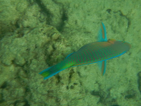 Papageienfisch
Fotograf: Volker Stetter Autor bei "um die welt"
Lieben Dank Volker für das tolle Bild!