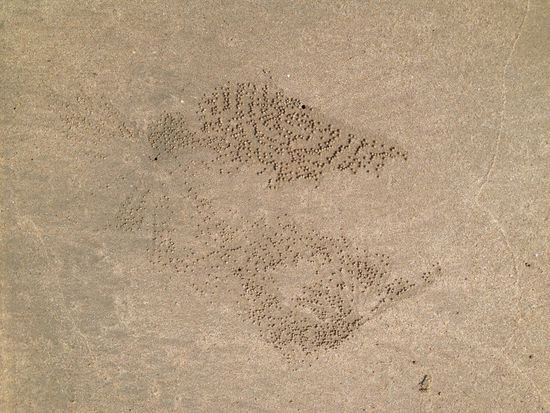 Die  Kunstwerke der Kraben - einfach schön!