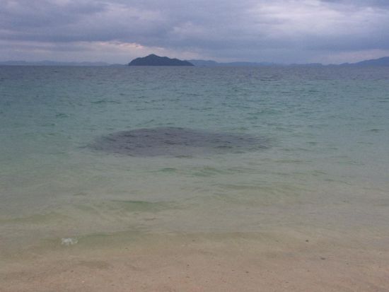 der dunkle Fleck ist ein Fischschwarm