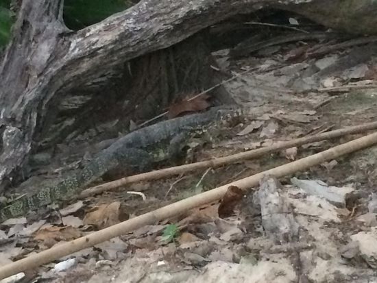 gut getarnter Waran in Strandnähe