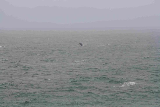 Buckelwal (Punkt in der Mitte) beim Springen