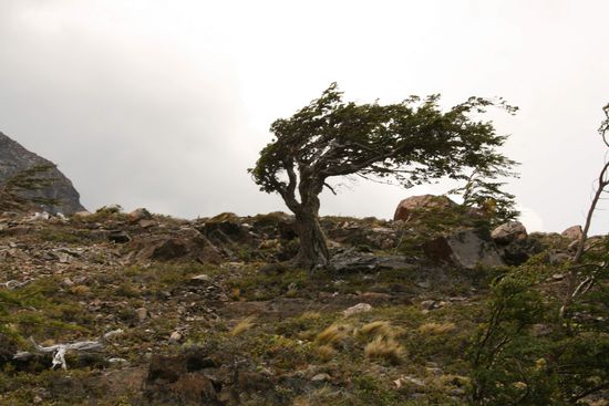 Baum der die haeufigste Windrichtung anzeigt