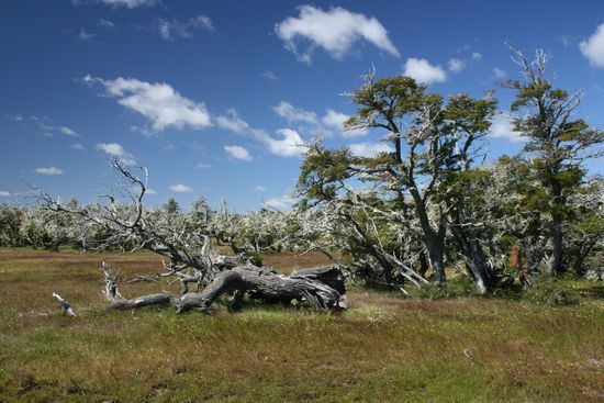 Baeume in Patagonien
