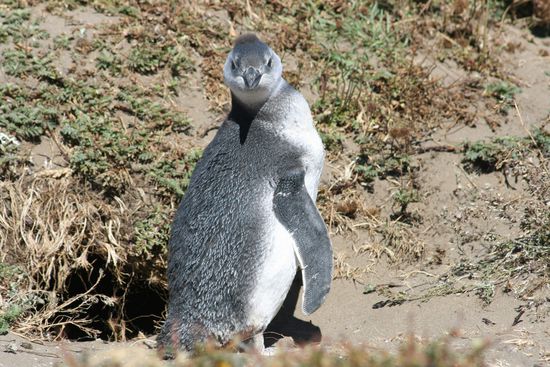 Seno Ottway mit Pinguinen